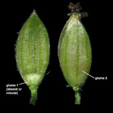 Attēlu rezultāti vaicājumam “Digitaria ischaemum”