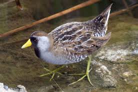 Image result for Porzana carolina