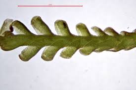 Attēlu rezultāti vaicājumam “Anastrophyllum minutum”