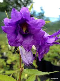 Attēlu rezultāti vaicājumam “Campanula trachelium bud”