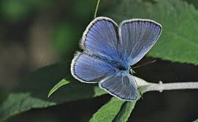 Attēlu rezultāti vaicājumam “Polyommatus icarus”