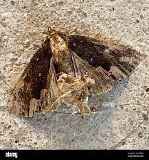 Attēlu rezultāti vaicājumam “Dypterygia scabriuscula”