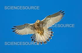 Attēlu rezultāti vaicājumam “Falco tinnunculus”