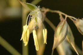 Attēlu rezultāti vaicājumam “Holcus mollis”