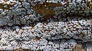 Attēlu rezultāti vaicājumam “Badhamia panicea”