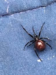 Attēlu rezultāti vaicājumam “Steatoda grossa”
