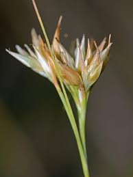 Attēlu rezultāti vaicājumam “Rhynchospora alba flower”