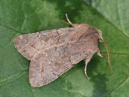 Attēlu rezultāti vaicājumam “Orthosia populeti”