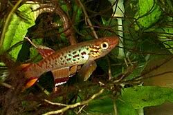 Image result for Aphyosemion