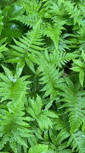 Attēlu rezultāti vaicājumam “Phegopteris connectilis”