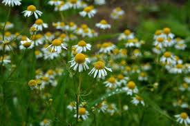 Image result for Matricaria recutita (chamomilla)