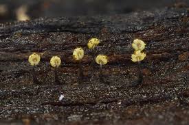 Attēlu rezultāti vaicājumam “Physarum pezizoideum macro”