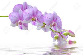 「水蘭」的圖片搜尋結果