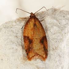 Attēlu rezultāti vaicājumam “Acleris aspersana”