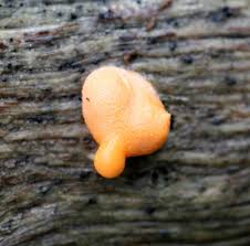 Attēlu rezultāti vaicājumam “Lycogala cf. fossiculatum macro”