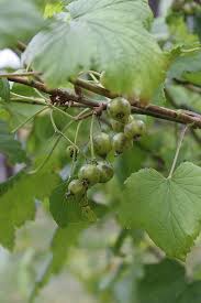 Attēlu rezultāti vaicājumam “Ribes nigrum fruit”