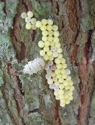 Attēlu rezultāti vaicājumam “Chrysopidae eggs”