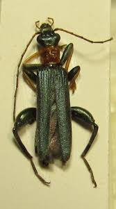 Attēlu rezultāti vaicājumam “Oedemera croceicollis”