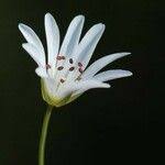 Attēlu rezultāti vaicājumam “Stellaria palustris leaf”