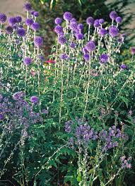 Image result for Edeldistel