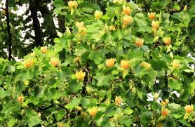 Attēlu rezultāti vaicājumam “Populus x jackii flower”