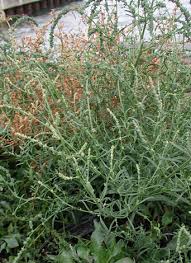 Attēlu rezultāti vaicājumam “Atriplex littoralis leaf”