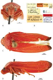 Attēlu rezultāti vaicājumam “Lycogala asperum sessile”