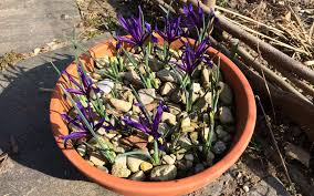 Attēlu rezultāti vaicājumam “Iris reticulata flower”