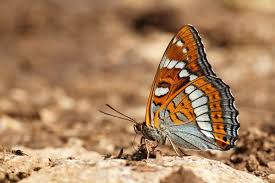 Attēlu rezultāti vaicājumam “Limenitis populi underside”