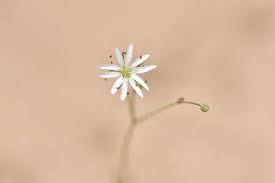 Attēlu rezultāti vaicājumam “Stellaria longifolia”