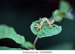 Attēlu rezultāti vaicājumam “Erannis defoliaria larva”