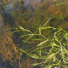 Attēlu rezultāti vaicājumam “Potamogeton compressus”