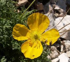 Image result for Alpenmohn
