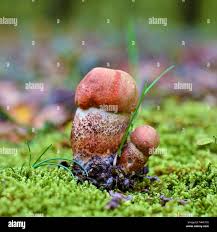 Attēlu rezultāti vaicājumam “Leccinum versipelle”