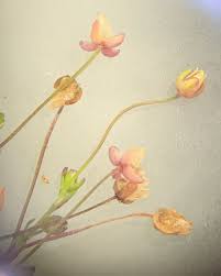 Attēlu rezultāti vaicājumam “Sagina procumbens fruit”