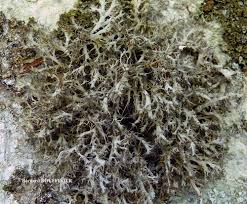 Attēlu rezultāti vaicājumam “Anaptychia ciliaris”