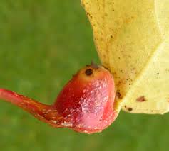 Attēlu rezultāti vaicājumam “Pemphigus borealis”