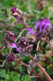 Attēlu rezultāti vaicājumam “Lamium amplexicaule flower”