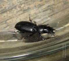 Attēlu rezultāti vaicājumam “Broscus cephalotes”