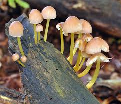 Attēlu rezultāti vaicājumam “Mycena renati”