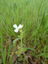 Attēlu rezultāti vaicājumam “Raphanus sativus flower”