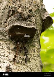 Attēlu rezultāti vaicājumam “Phellinus tremulae”
