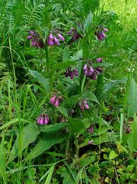 Image result for Symphytum officinale