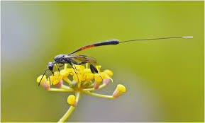 Attēlu rezultāti vaicājumam “Gasteruption jaculator”