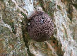 Attēlu rezultāti vaicājumam “Stemonitis herbatica young”