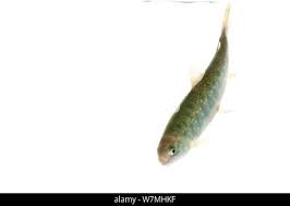 Image result for Salvelinus alpinus oquassa