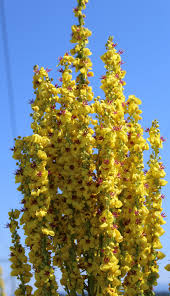 Attēlu rezultāti vaicājumam “Verbascum nigrum flower”