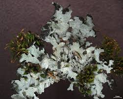 Attēlu rezultāti vaicājumam “Parmelia submontana”