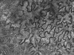 Attēlu rezultāti vaicājumam “Pistillaria sp.”