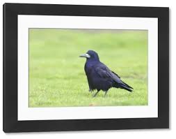 Attēlu rezultāti vaicājumam “Corvus frugilegus adult”